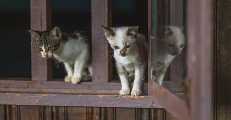 Avoiding The Catastrophes Of Raising Cats And Kittens